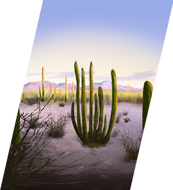 Portfolio Thumbnail