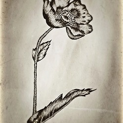 Portfolio Thumbnail