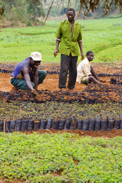 <p>Nursery seedlings, Burundi</p>