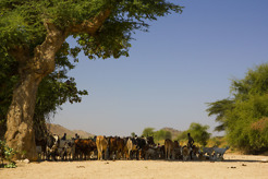 <p>Vaccination day, Zoba Gash Barka, Eritrea</p>