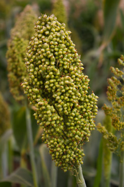 <p>Sorghum, Eritrea</p>