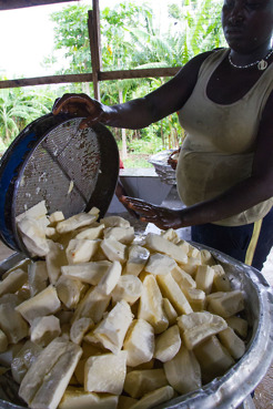 <p>Preparing cassava for flour, Ghana</p>