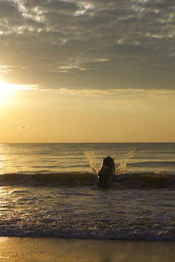 <p>Dawn, Njalane, Mozambique</p>