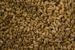 <p>Barley</p>