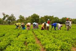 <p>Test peanut crop, Senegal</p>