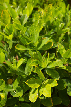 <p>Peanut plants, Senegal</p>