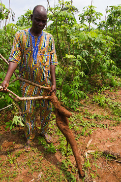 <p>Cassava farmer, Benin</p>