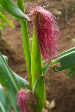 <p>Maize, Ghana</p>