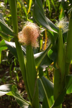 <p>Maize, Ghana</p>