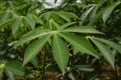 <p>Cassava</p>