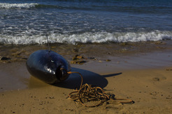 <p>Line caught tuna, Dikky, Morocco</p>