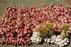 <p>Onions &amp; garlic, Dikky, Morocco</p>