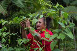 <p>Tending bean crop, Rarotonga, Cook Islands</p>