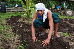 <p>Young farmer tending cucumber seedlings, Rarotonga, Cook Islands</p>