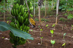 <p>Bananas and taro, Rarotonga, Cook Islands</p>