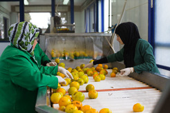 <p>Sorting oranges, Baklis fruit juice factory, Beirut, Lebanon</p>