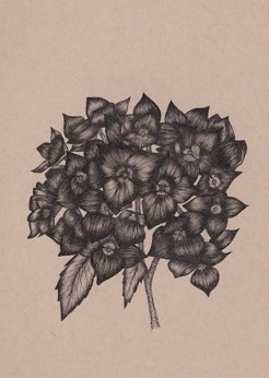 <p style="text-align: center;"><strong><span class="serif_14">Hydrangea</span></strong></p>
<p style="text-align: center;"><span class="serif_14">5' x 7'</span></p>