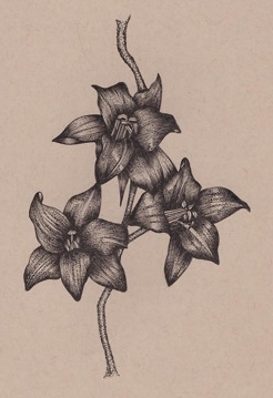 <p style="text-align: center;"><strong>Lily</strong></p>
<p style="text-align: center;">5' x 7'</p>