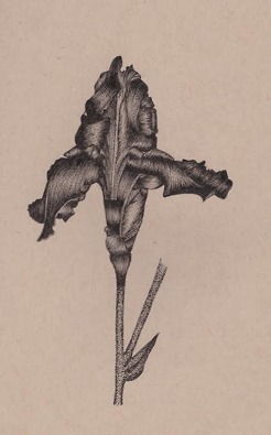 <p style="text-align: center;"><strong><span class="serif_14">Iris</span></strong></p>
<p style="text-align: center;"><span class="serif_14">5' x 7'</span></p>