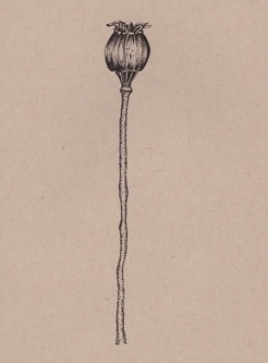 <p style="text-align: center;"><strong><span class="serif_14">Poppy seed</span></strong></p>
<p style="text-align: center;"><span class="serif_14">11' x 7', Framed</span></p>