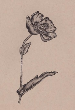 <p style="text-align: center;"><strong><span class="serif_14">Poppy</span></strong></p>
<p style="text-align: center;"><span class="serif_14">11' x 13', Framed</span></p>