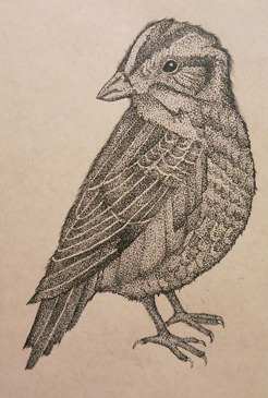 <p style="text-align: center;"><span class="serif_14"><strong>Sparrow</strong></span></p>
<p style="text-align: center;"><span class="serif_14">5' x 7'&nbsp;</span></p>