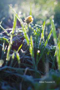 <p>A flower in a frosty morning</p>