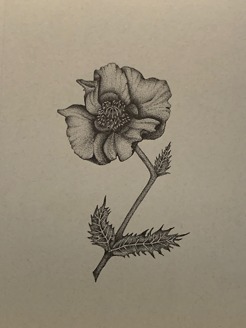 <p style="text-align: center;"><span class="serif_13">Poppy</span></p>
<p style="text-align: center;">9'x12'</p>