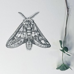 <p style="text-align: center;"><strong><span class="serif_14">Buck Moth</span></strong></p>
<p style="text-align: center;"><span class="serif_14">8'x8' inch</span></p>