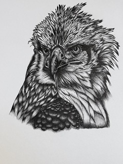 <p style="text-align: center;"><span class="serif_14"><strong>Young Philippine Eagle</strong></span></p>
<p style="text-align: center;"><span class="serif_14">11'x15' inch</span></p>
<p>&nbsp;</p>