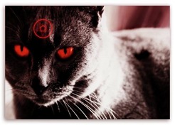 <p>This dark little kitty might be secretly plotting murder.</p>