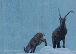 <p>Calling From the Alps, 2013, oil and acrylic on canvas panel, 50 x 70 cm</p>