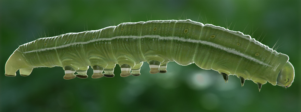 Portfolio Thumbnail