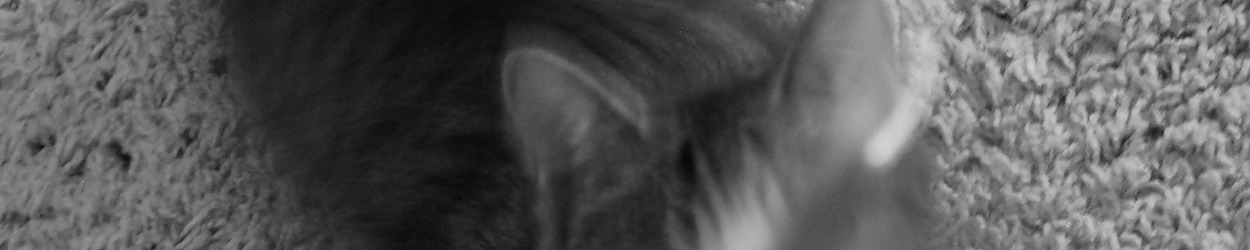 Portfolio Thumbnail