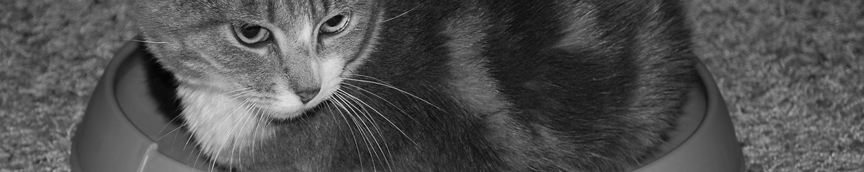 Portfolio Thumbnail
