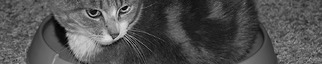 Portfolio Thumbnail
