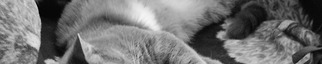 Portfolio Thumbnail