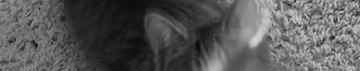 Portfolio Thumbnail