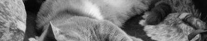 Portfolio Thumbnail