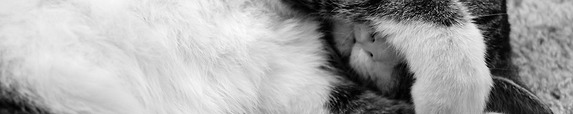 Portfolio Thumbnail