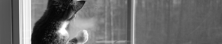 Portfolio Thumbnail