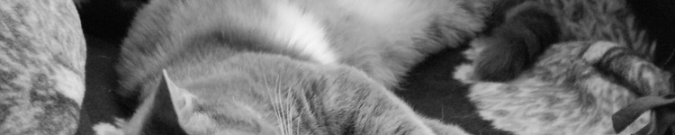 Portfolio Thumbnail
