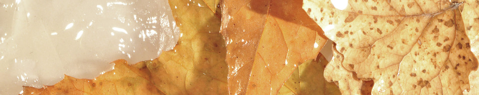 Portfolio Thumbnail